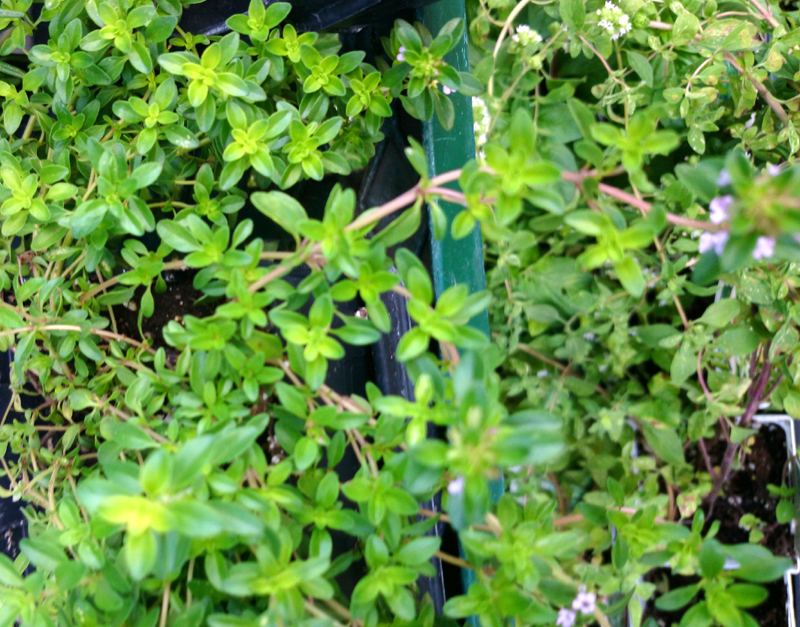 Thymus vulgaris (cultivated) eFlora of India
